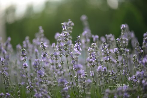 西餐常用的十三种香草介绍大全,西餐中常用的15种香料和香草