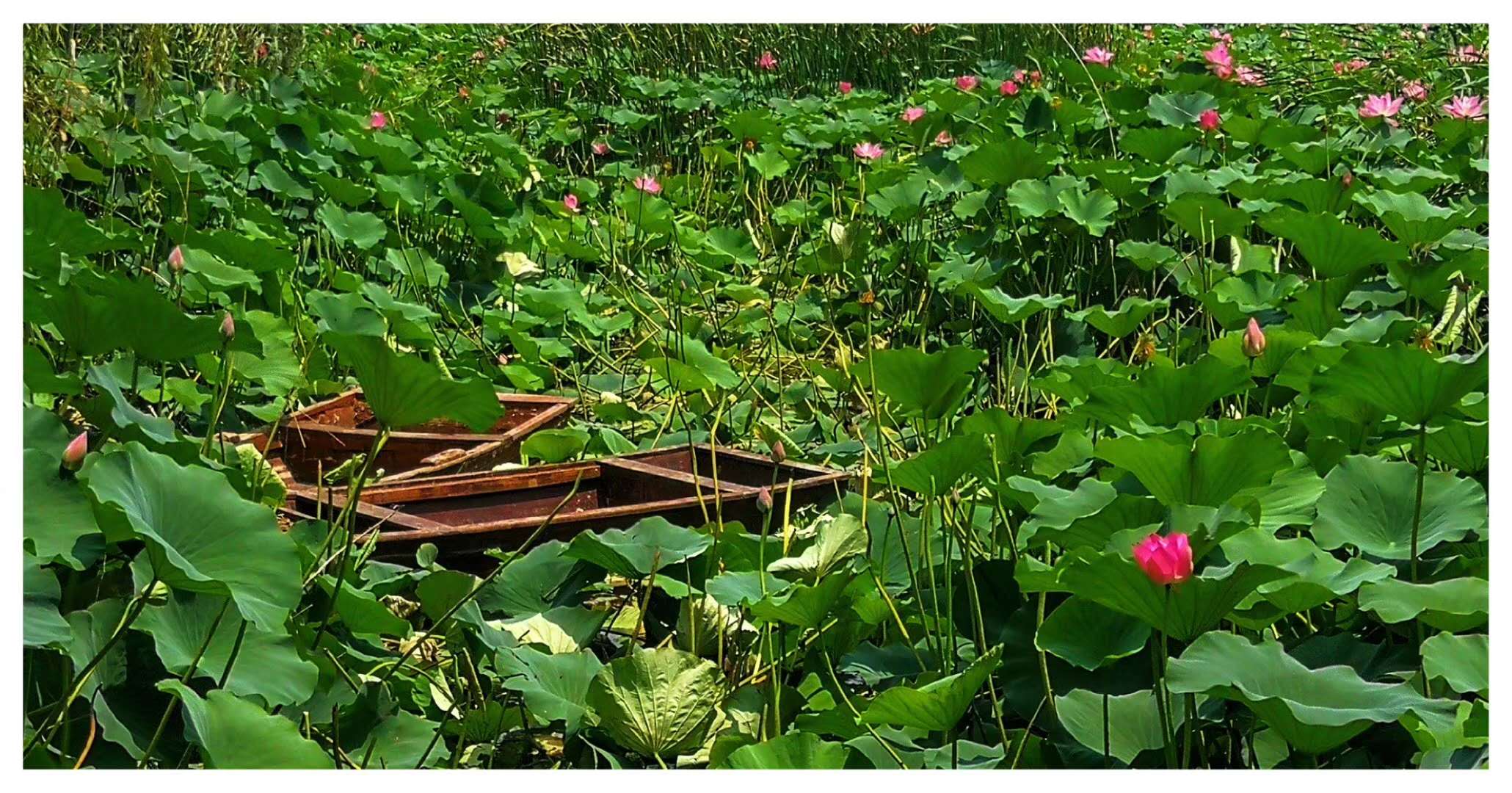 微山湖风景区荷花,微山湖的荷花有多美