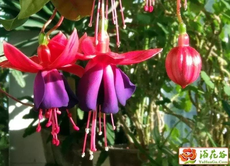 惊艳倒挂金钟,惊艳倒挂金钟图片
