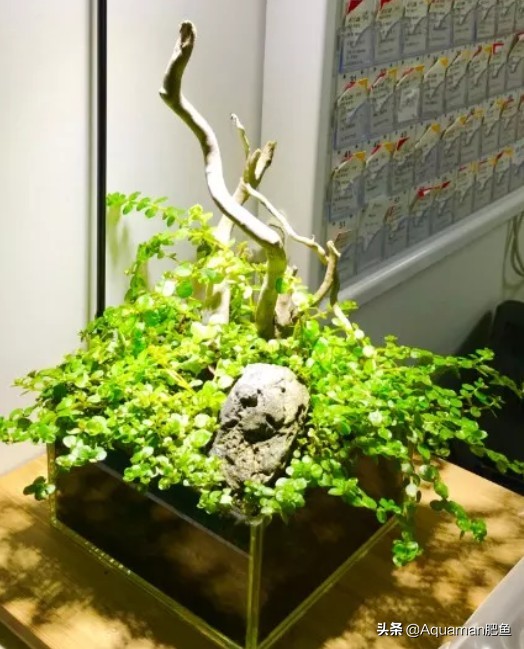 便宜又好养的水草推荐,好养又便宜的水草推荐