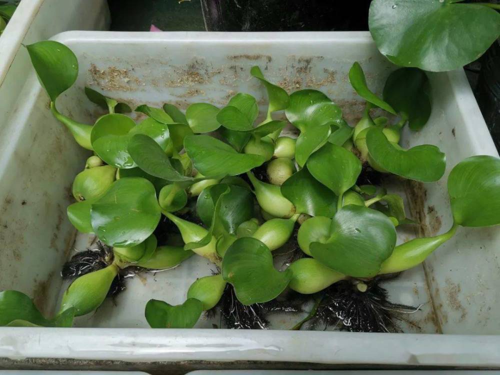 水葫芦入侵杂草,水葫芦的弱点太好笑