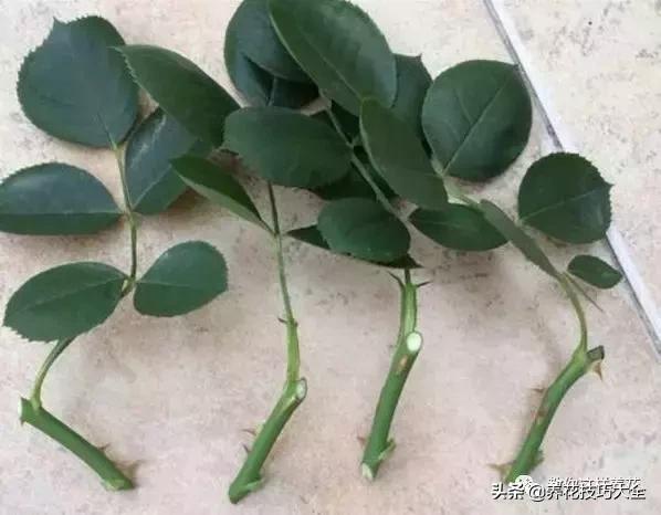 家里过期的小药片兑上水浇花,过期药扔花盆里花蔫了怎么办