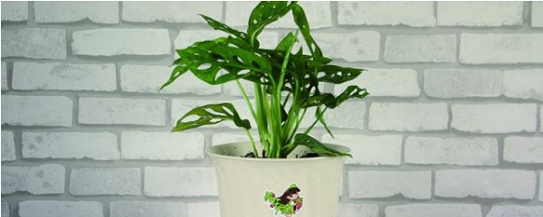 龟背竹水培和土培哪个吸甲醛好,土培龟背竹转水培根部怎么处理