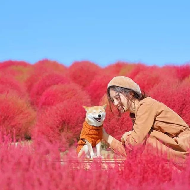 比人还会拍照的狗，简直萌炸朋友圈了