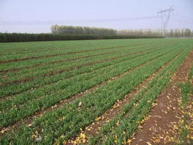 小麦发黄死苗烂根是被什么虫咬,小麦种早了死苗怎么办