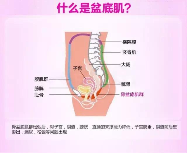 盆底肌对女人的重要性,盆底肌会给女性带来哪些危害