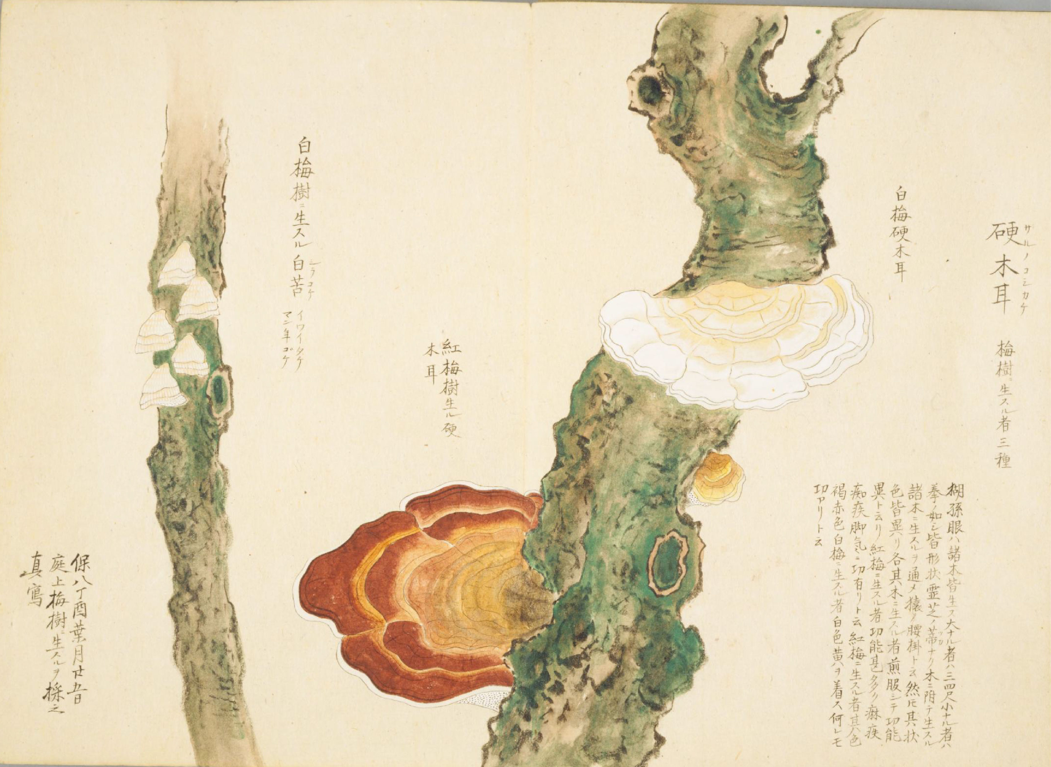 各种多彩菌图片大全,意式野菌图片大全