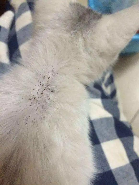 猫咪为啥挠痒受伤,猫咪为啥老是挠嘴巴