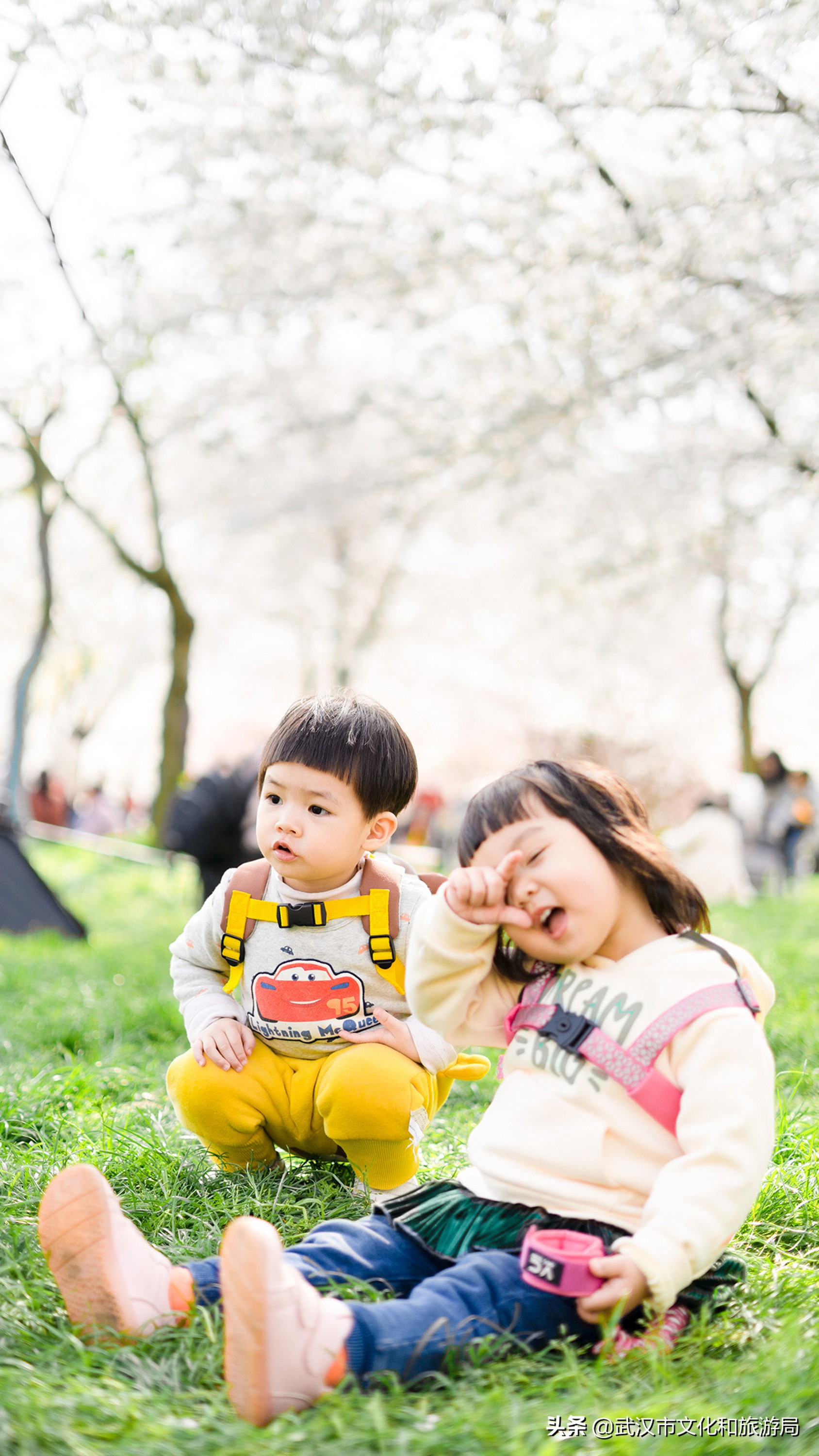 武汉东湖樱花门票,武汉看樱花的景点