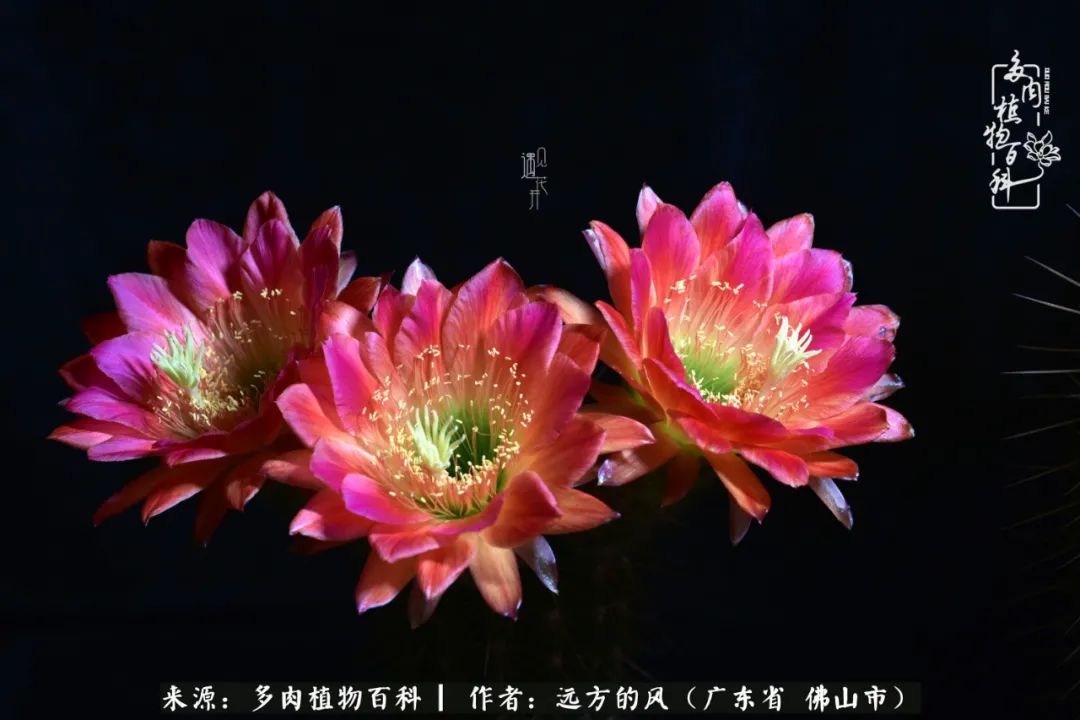 那些花儿在每个角落静静为你开着,那些花儿在每个角落静静地绽放