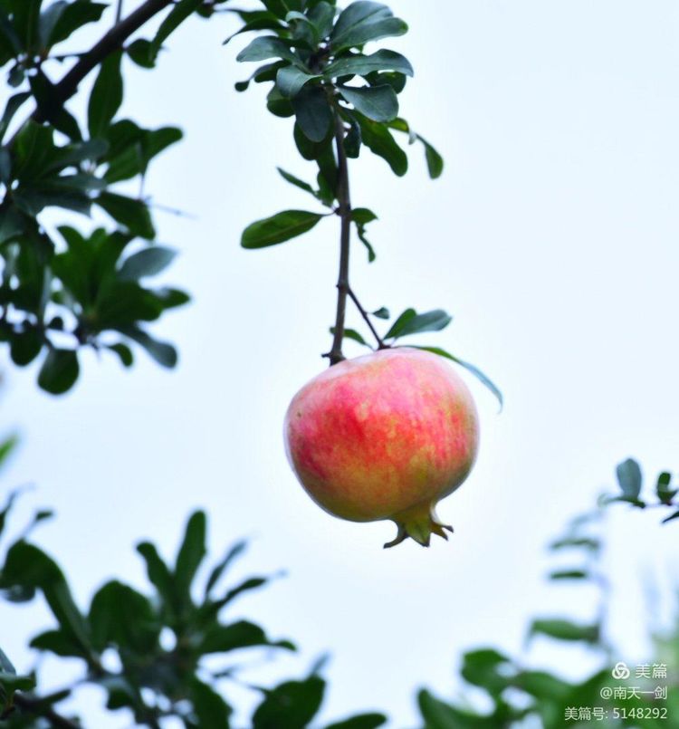 石榴一般几月份熟,石榴怎么判断熟了