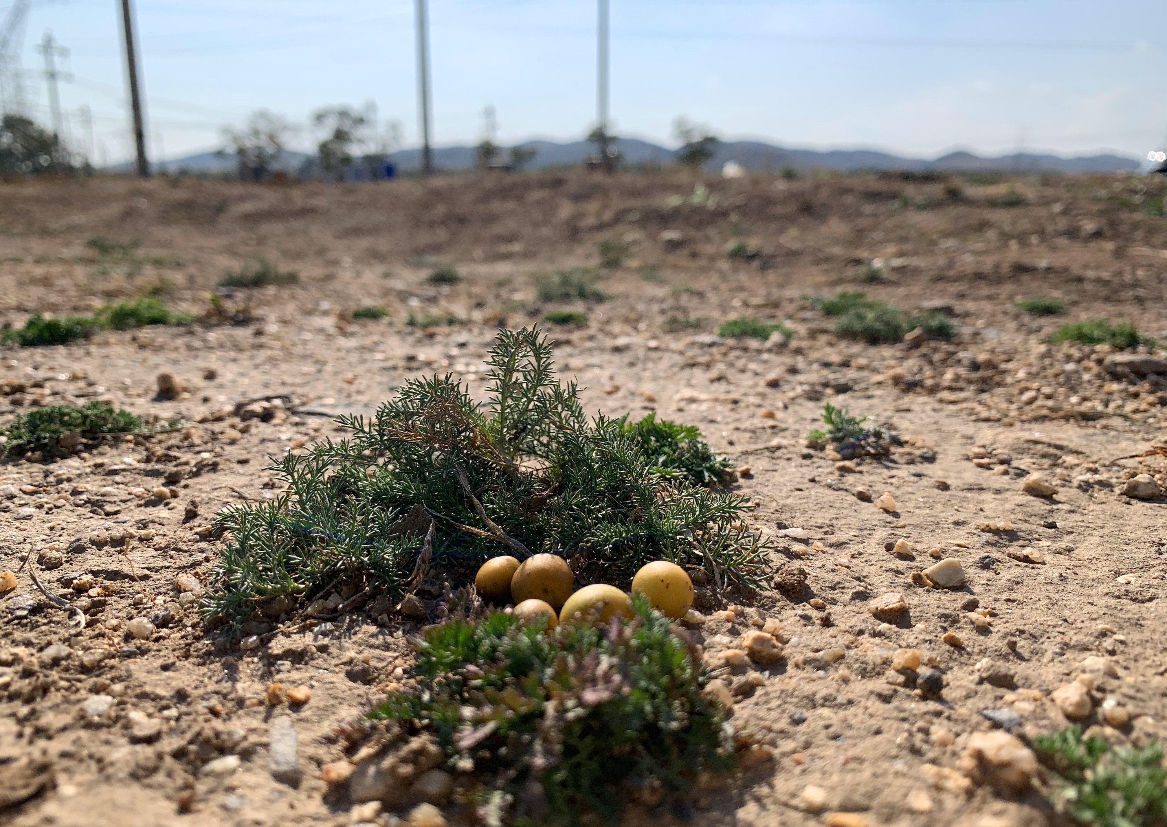 京蒙协作助推内蒙古乡村振兴,京蒙帮扶人员致富