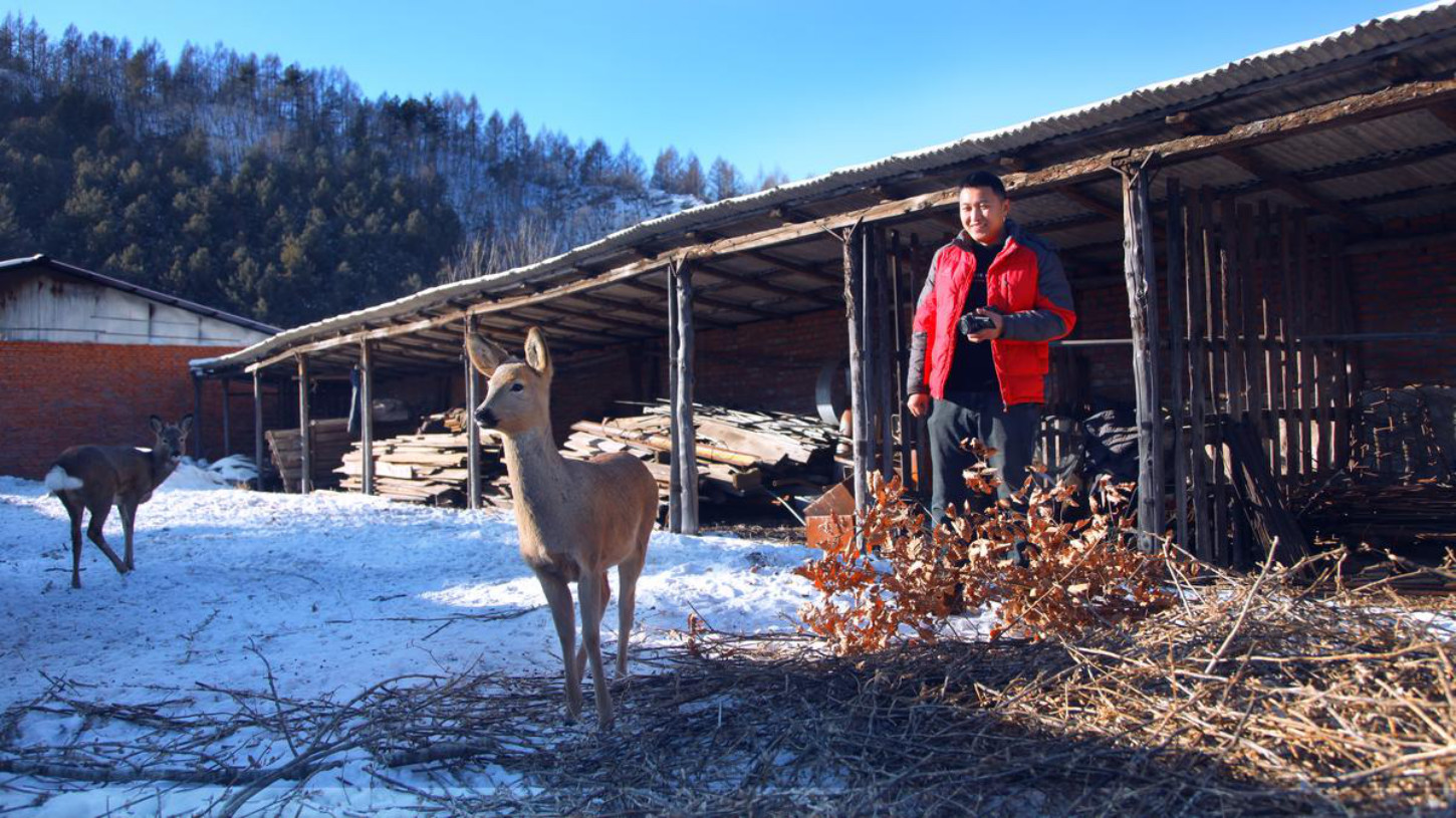 木耳的生长过程科普,木耳野外怎样生长