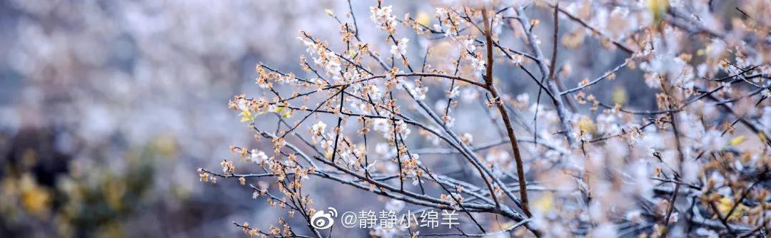 广州现在花开的季节,广州现在什么花开了