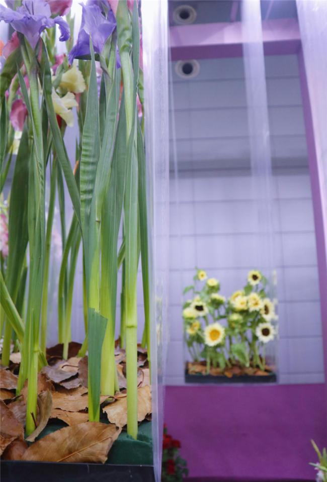 让人惊艳的花展,花展上看到的美到窒息