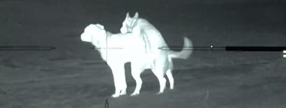 真正的狼灭：美国农场主一夜*击狙**45只郊狼，全套黑科技开挂了