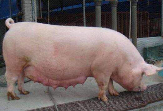 养好母猪的十大秘诀,养好母猪的七大措施