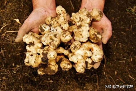 叫姜却不是姜，种1次能采收多年，曾遭农民嫌弃，如今成稀罕菜