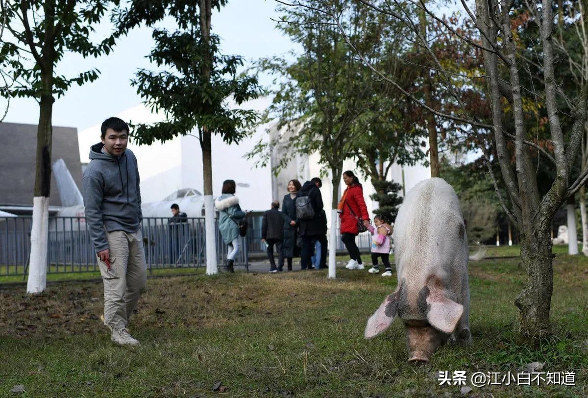 汶川地震猪坚强是个小猪还是大猪,汶川地震未死的猪今年几岁了