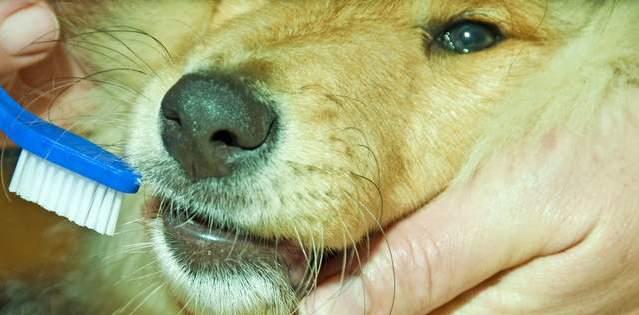 小金毛养多久才会温顺听话,养宠小知识金毛一天尿两次可以吗