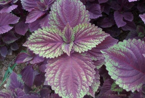 整合——28种青草药，赶快收藏备用！