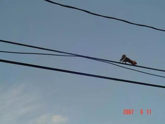 我的“大尾巴”，你在异国他乡还好吗？