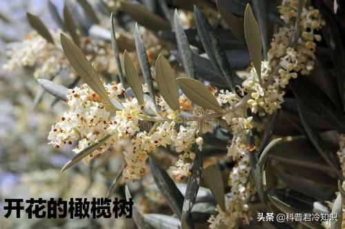 什么品种的牡丹是中国国花,牡丹为什么不能定为中国国花