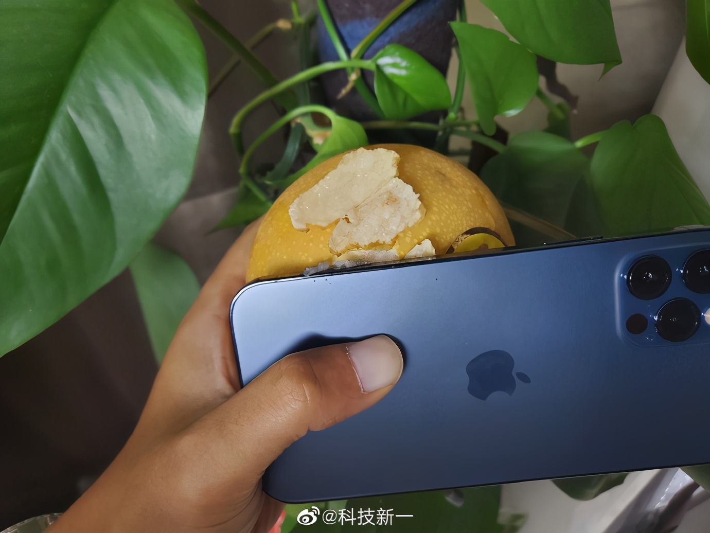 苹果12削苹果是真的吗,iphone12能削苹果吗