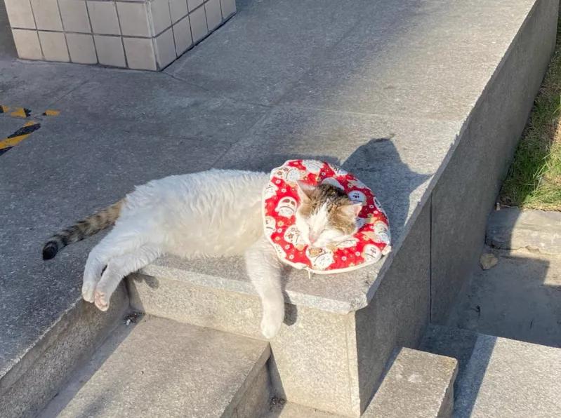 在宿舍养猫很后悔,为什么不能在宿舍养猫