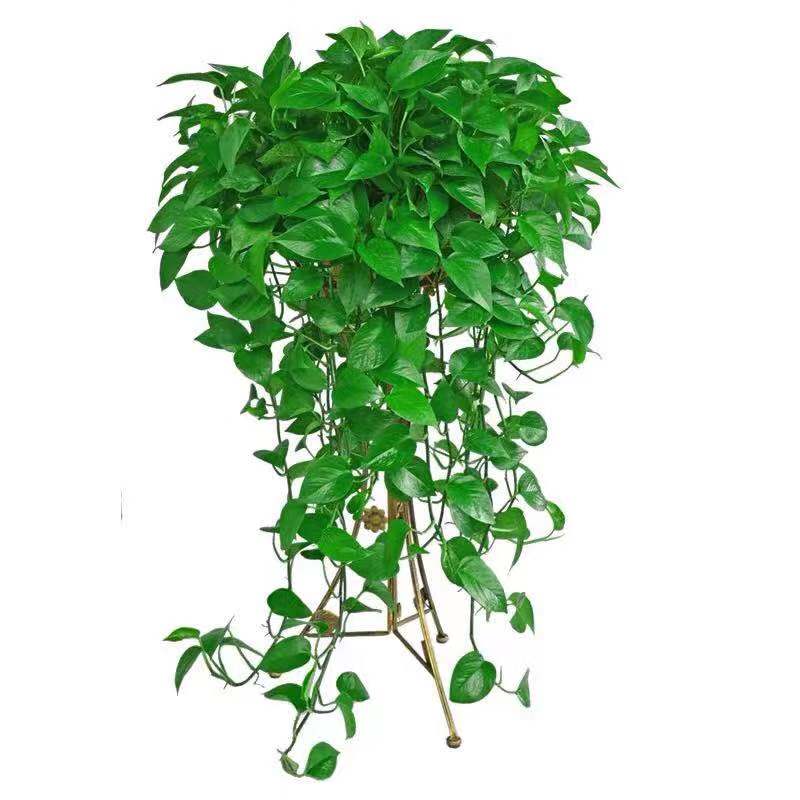 净化二手烟的室内盆栽,室内吸二手烟的小盆栽