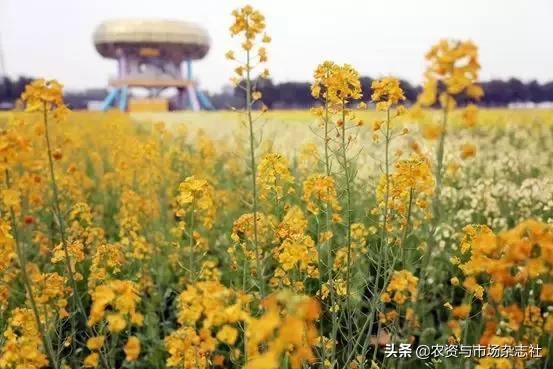 农业怎么种才能赚钱,谁说农业是暴利行业