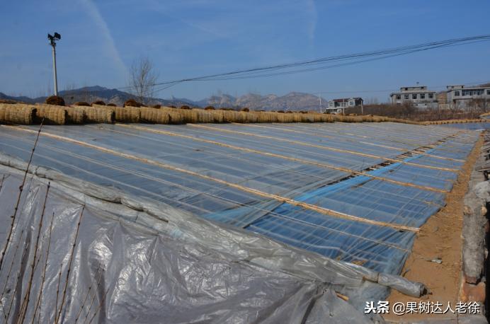 桃树开春管理视频,大棚桃花期用什么药