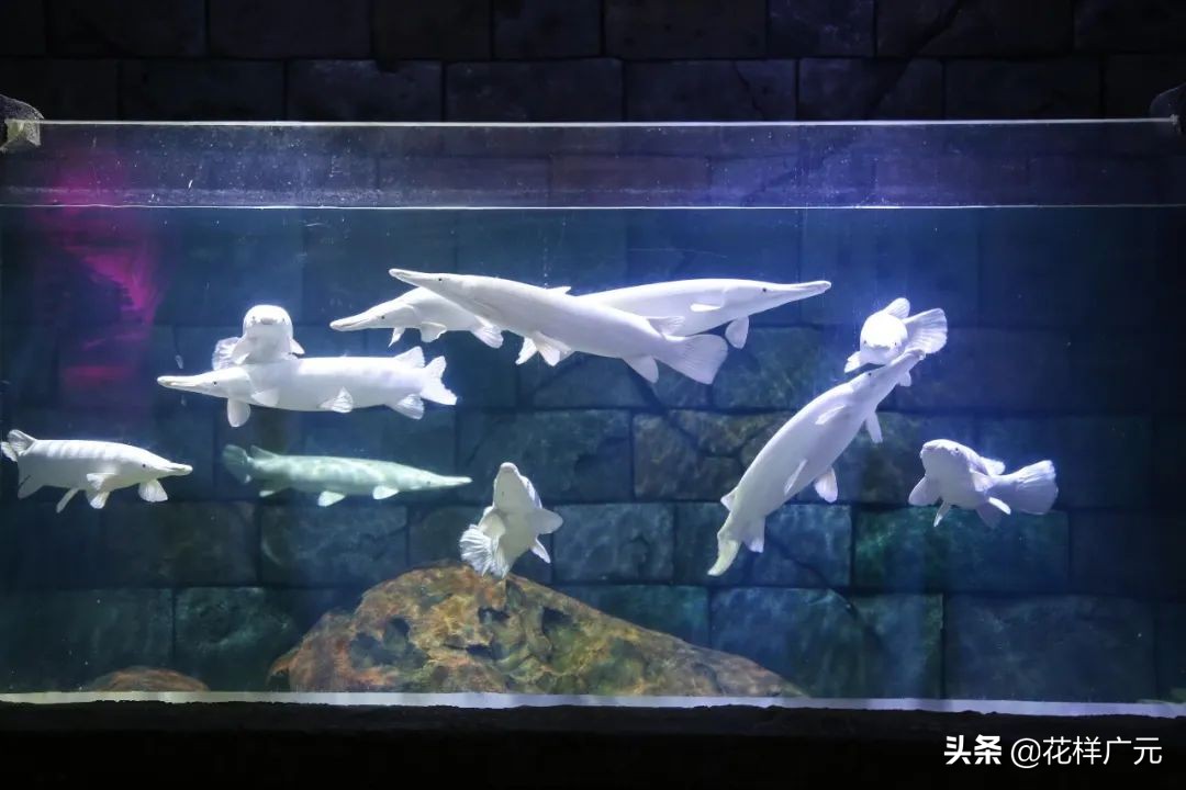 十大凶猛的淡水鱼鳄雀鳝,十大凶猛淡水鱼鳄雀鳝