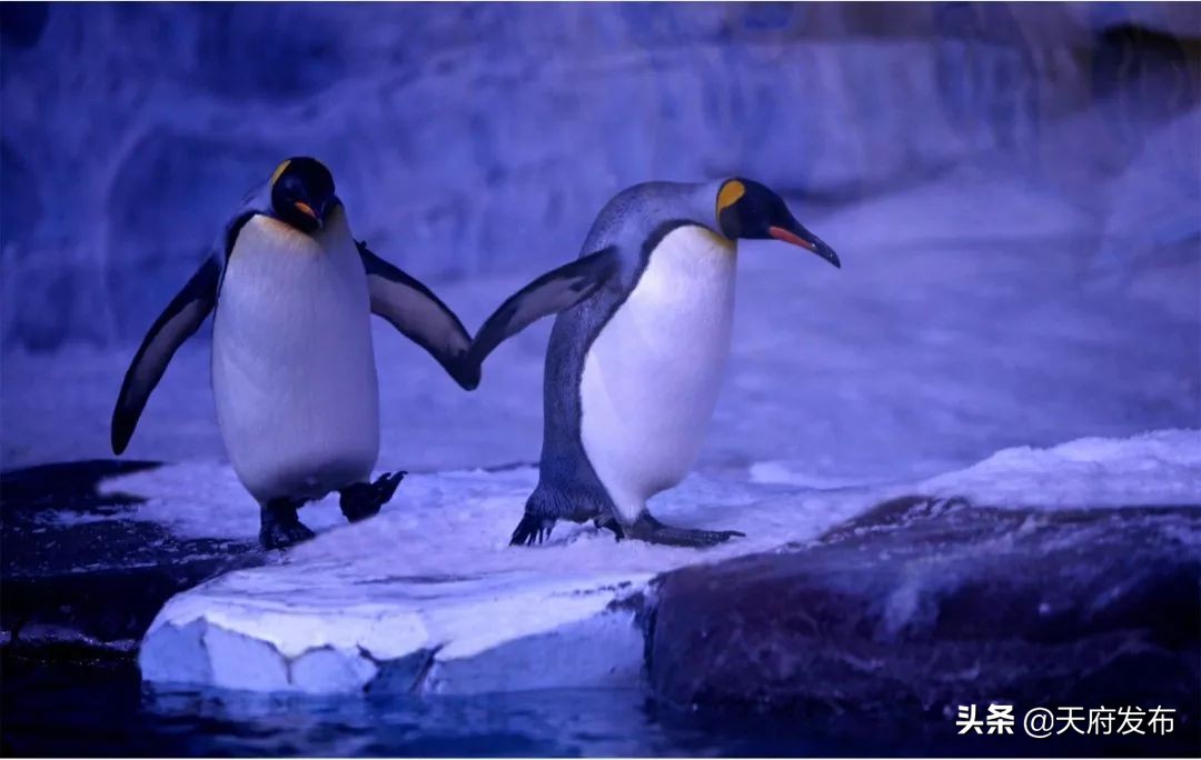 中秋假第2天！天府新区这些地方让你玩个够