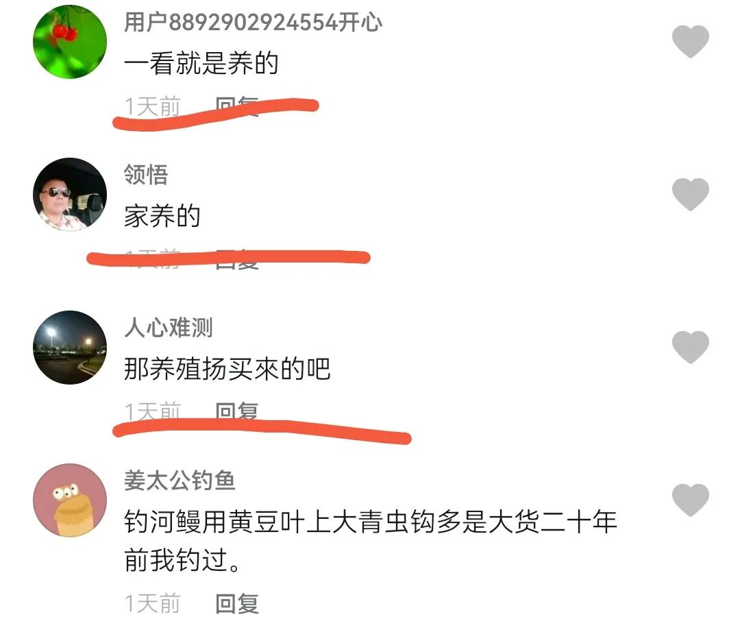 男子在户外钓出一条巨型黄鳝,男子野夜钓钓出50斤巨鳝