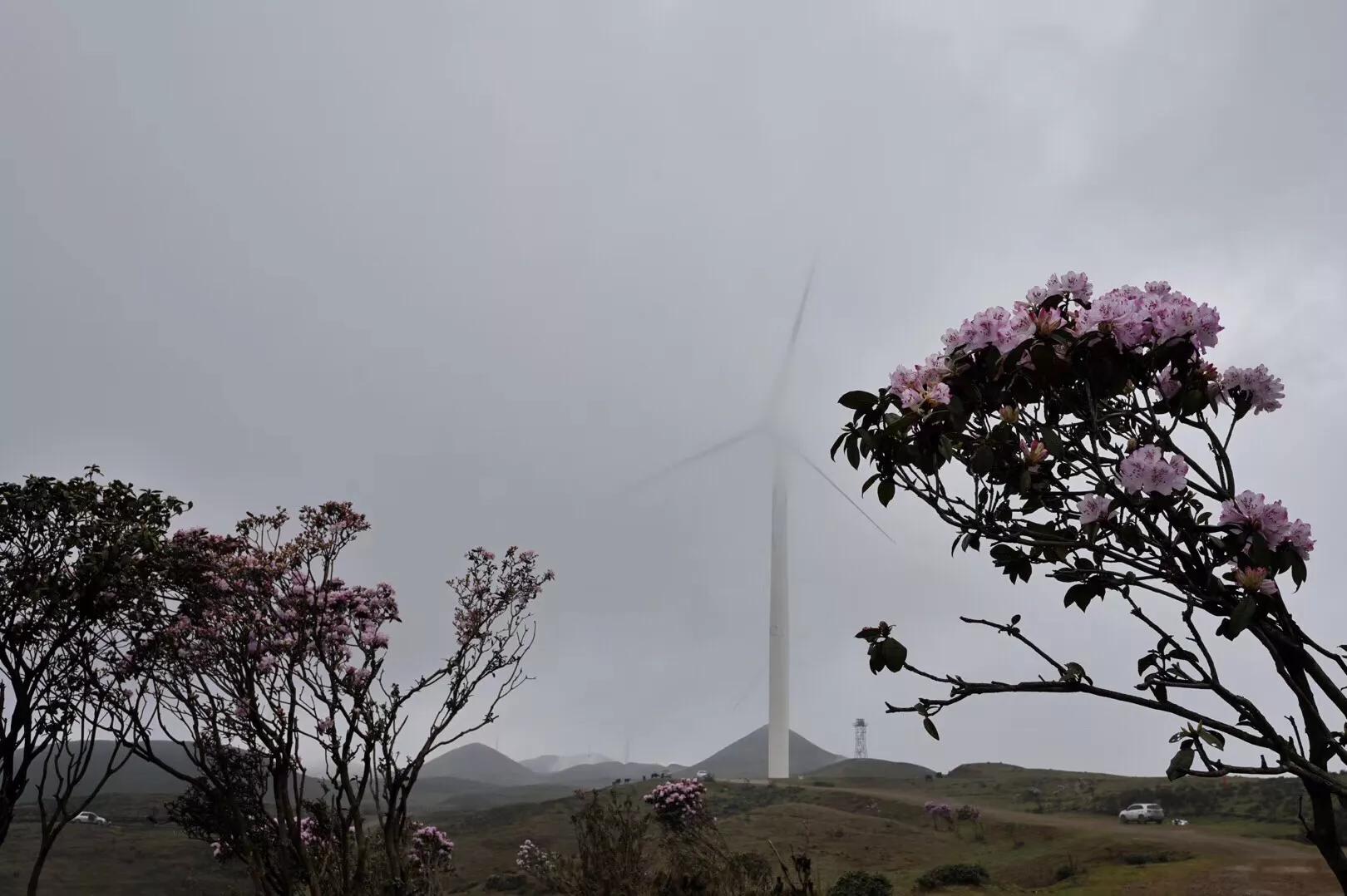 乌蒙大草原高山矮杜鹃,盘州市乌蒙大草原高山