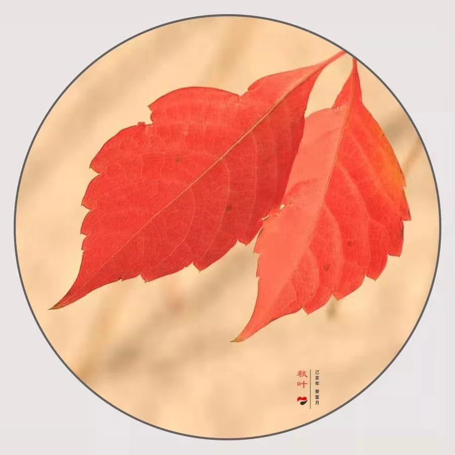 秋叶800m,秋叶800m最新视频