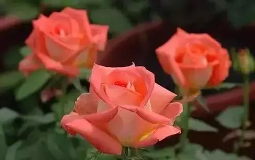 以桂花为市花的城市有哪些,中国每个城市的市花是什么