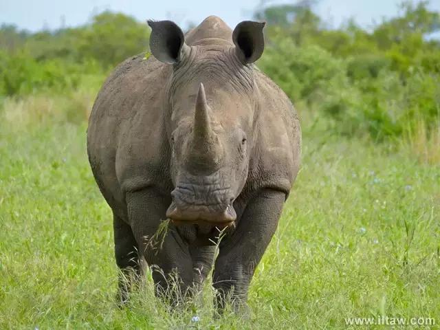 犀牛奇蹄目犀科动物,犀牛体格威猛是一种珍贵动物