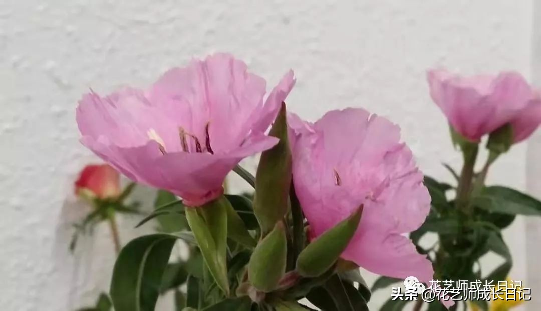 10种在花镜设计中常用的紫色花卉,南方适合做花境的花卉种类