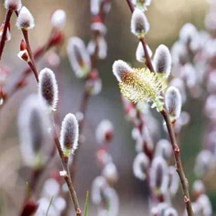 全部金木水火土五行五系植物介绍,五种植物代表五行