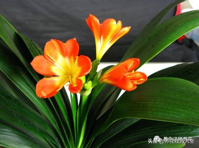 君子兰这样浇水，叶绿花大色更艳，一年能长6片叶