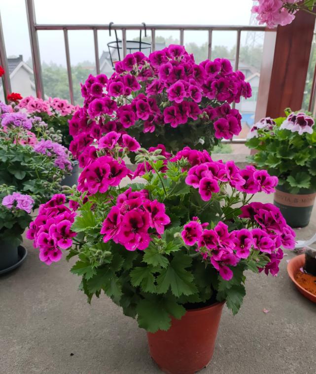 家里养的花怎么养才能旺,家庭养什么花好养不愿死