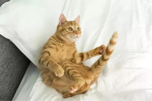 体外驱虫会导致猫咪死亡吗,体外驱虫是杀死蜱虫吗