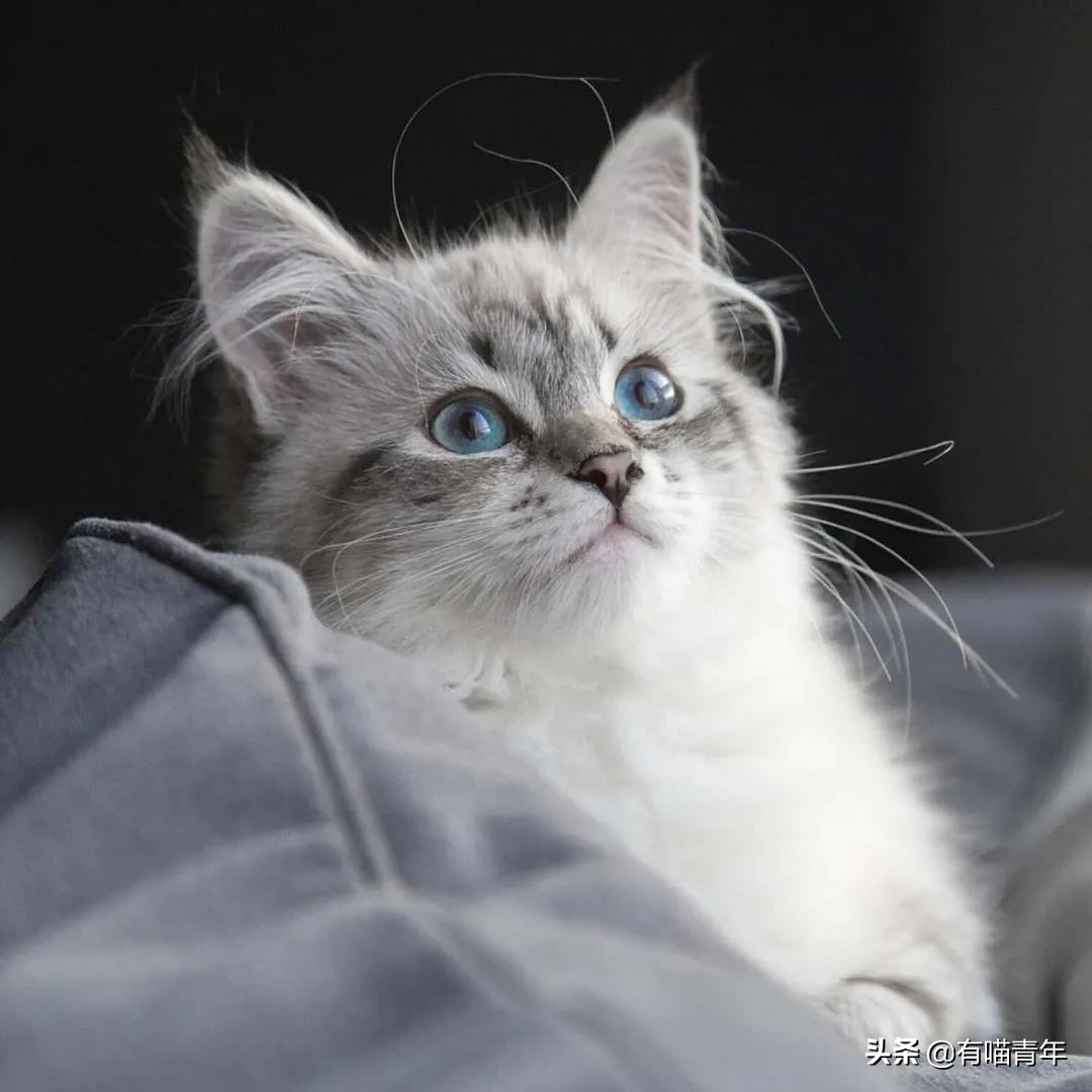 最可怕的5种猫,盘点很可怕的几种猫