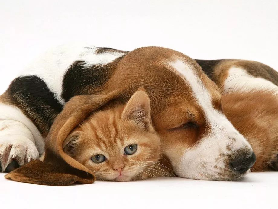 鱼油三大坑,警惕鱼油的三大误区