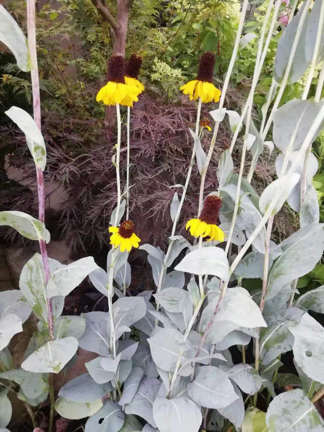 黑色的高帽——大头金光菊