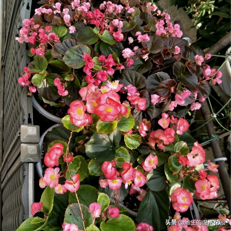 四季海棠暖气房养为啥不开花,四季海棠每年什么时候发芽开花