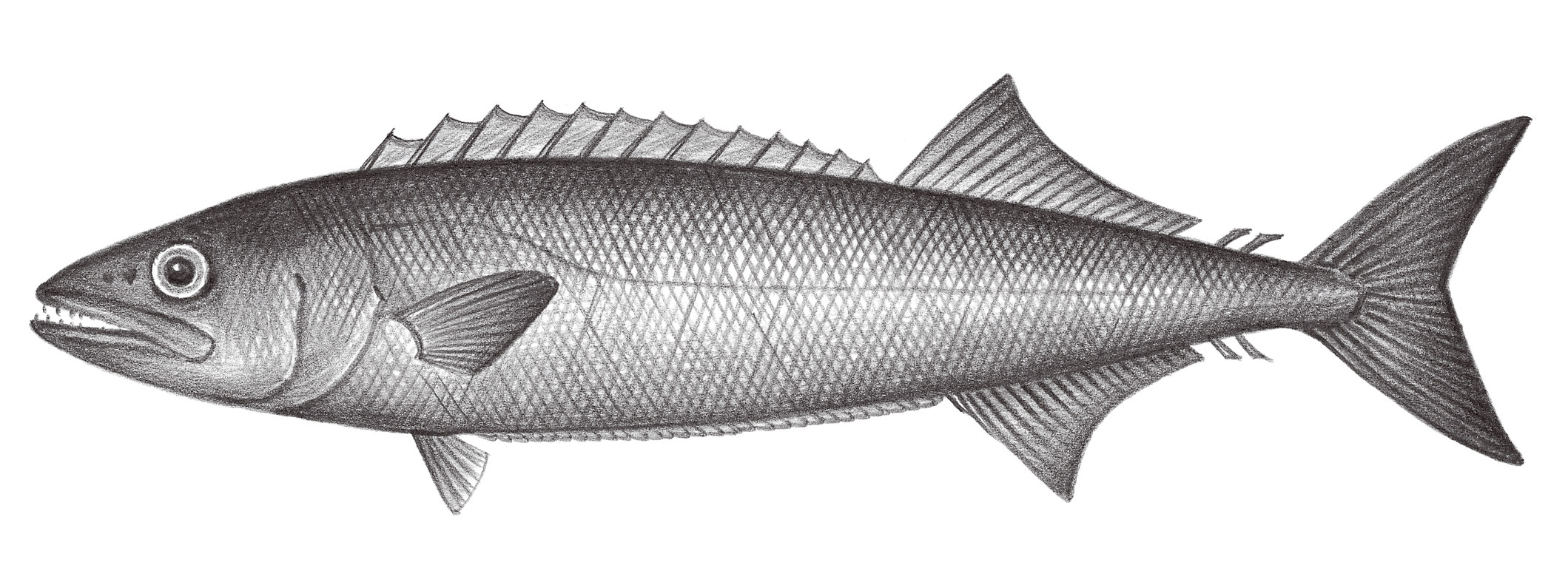 这种鱼被列为一级致癌物,你们见过吃了就会屁屁流油的鱼吗