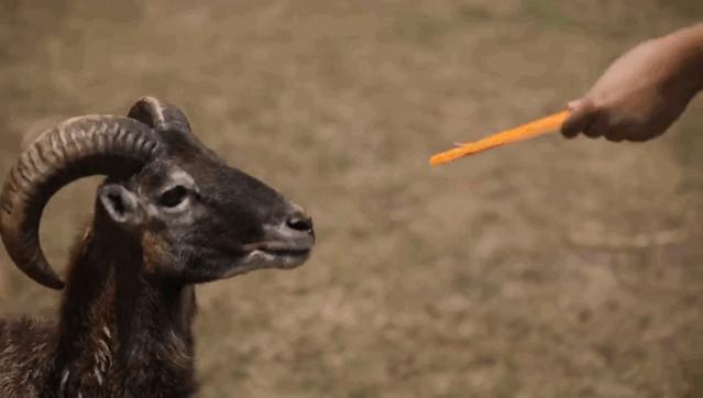 金牛湖野生动物王国自驾去怎么去,南京金牛湖野生动物王国最新活动